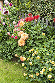 Massif of Dahlia in bloom in a garden, summer, Pas de Calais, France