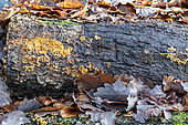 Decaying oak trunk in winter, Moselle, France