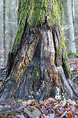 Dead oak trunk decaying in winter, Moselle, France