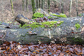 Decaying beech tree trunk, winter, Moselle, France