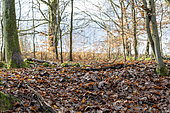 Dead leaves litter, winter, Moselle, France