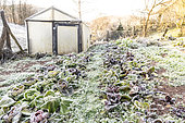 Frozen salad in a kitchen garden in winter, Moselle, France