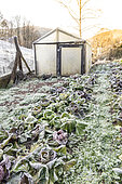 Frozen salad in a kitchen garden in winter, Moselle, France