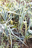 Leeks under the frost in a kitchen garden in winter, Moselle, France