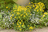 Massif composed of Rudbeckia, Aster and Potentilla, summer, Moselle, France