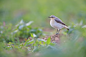 Northern wheatear (Oenanthe oenanthe) on a small mound of earth in the middle of a culture