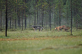 European Gray Wolf (Canis lupus) in a bog in summer, Finland