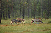 European Gray Wolf (Canis lupus) in a bog in summer, Finland