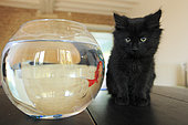 Young black domestic cat on a table watching a goldfish in his jar