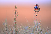 Bluethroat (Luscinia svecica) male perched on his singing post