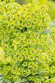 Euphorbia characias ssp. wulfenii 'John Tomlinson'