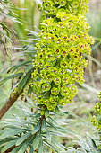 Euphorbia characias ssp. wulfenii 'John Tomlinson'