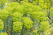 Euphorbia characias ssp. wulfenii 'John Tomlinson'