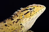 Oriental garden lizard (Calotes versicolor)