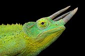 Yellow-crested Jackson's chameleon (Trioceros jacksonii xantholopus)
