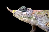 Dwarf Jackson chameleon (Trioceros jacksonii merumontanus) female