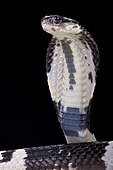 Black and white spitting cobra (Naja siamensis)