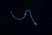 Tara Oceans Expeditions - May 2011. Venus Girdle, Cestid ctenophore, Galapagos