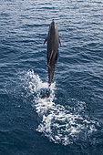 Tara Oceans Expeditions - May 2011. The Bottlenose (or Bottle Nosed) dolphin (Tursiops truncatus) in the Galapagos cooler pelagic waters tend to be larger than their cousins who inhabit warmer, shallower waters. Those in colder waters have a fattier composition more suited to deep-diving. Adults range in length from 2 to 4 metres (6 to 13 feet) and weigh from 150 to 650 kilograms (330 to 1430 pounds). Males are longer and heavier than females. The lifespan of the female Bottlenose Dolphin is about 40 years, whereas males rarely live more than 30 years.Wolf Island; Galapagos; Ecuador