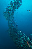 Tara Oceans Expeditions - May 2011. schooling Pelican barracudas, (Sphyraena idiastes); Wolf Island; Galapagos; Ecuador