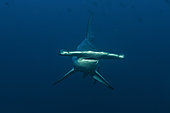 Tara Oceans Expeditions - May 2011. Scalloped hammerhead shark (Sphyrna lewini), Wolf Island, Galapagos