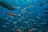 Tara Oceans Expeditions - May 2011. Shooling Pacific creolefish (Paranthias colonus), Wolf Island, Darwin Island, Galapagos, Ecuador