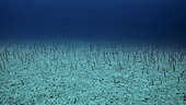 Tara Oceans Expeditions - May 2011. Galapagos Garden Eels (Heteroconger cobra), depth -30m, off Darwin Island, Galapagos, Ecuador