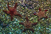 Tara Oceans Expeditions - May 2011. 3 Starfish (sea star) on barnacles; Roca Redonda, Galapagos; Ecuador