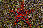 Tara Oceans Expeditions - May 2011. Starfish (sea star) on barnacles; Roca Redonda, Galapagos; Ecuador