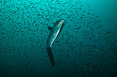Expédition Tara Océans - Mai 2011. Poisson-lune (Mola mola), c'est le poisson osseux le plus lourd connu au monde. Le poids moyen d'un adulte est de 1 000 kg. L'espèce est originaire des eaux tropicales et tempérées du monde entier. Il ressemble à une tête de poisson avec une queue et son corps principal est aplati latéralement. Les crevettes peuvent être aussi hautes que longues quand leurs nageoires dorsale et ventrale sont étendues. Les crevettes vivent avec un régime alimentaire composé principalement de méduses, mais comme ce régime est pauvre en nutriments, elles en consomment de grandes quantités afin de développer et de maintenir leur volume. Les femelles de l'espèce peuvent produire plus d'oeufs que tout autre vertébré connu. Les alevins ressemblent à des Poissons-ballons miniatures, avec de grandes nageoires pectorales, une nageoire caudale et des épines dorsales qui ne sont pas caractéristiques du poisson lune adulte. Les adultes sont vulnérables à quelques prédateurs naturels, mais les lions de mer, les orques et les requins les consomment. Parmi les humains, le poisson-lune est considéré comme un mets raffiné dans certaines parties du monde, notamment au Japon, dans la péninsule coréenne et à Taïwan. Dans l'UE, la réglementation interdit la vente de poisson et de produits de la pêche dérivés de la famille des Molidae. Les crabes sont souvent, bien qu'accidentellement, pris dans les filets maillants et sont également exposés aux dommages ou à la mort dus à des déchets en suspension, tels que des sacs en plastique. Membre de l'ordre des Tetraodontiformes, qui comprend également le poisson-globe, le poisson porc-épic et le poisson-lime, le poisson-lune partage de nombreux traits communs aux membres de cet ordre. Il a été à l'origine classé comme Tetraodon mola sous le genre Tetraodon, mais il a depuis reçu son propre genre, Mola, avec deux espèces sous celui-ci. Le poisson-lune océanique, Mola mola, est l’espèce type du genre. Punta Vicente Roca, Isabela, Galapagos