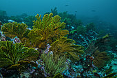 Tara Oceans Expeditions - May 2011. Galapagos Black Coral (Antipathes galapagensis, center bottom) and Gorgonian corals (Pacifigora, seafan or gorgonian octocoral) , off Punta Vicente Roca, Isabela, Galapagos; Ecuador