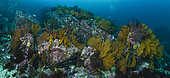 Tara Oceans Expeditions - May 2011. Panoramic view of rocky uw-landscape with Gorgonian corals (Pacifigora, seafan or gorgonian octocoral) , off Punta Vicente Roca, Isabela, Galapagos; EcuadorPunta Vicente Roca, Isabela, Galapagos; Ecuador. Stitched image