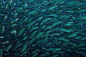 Tara Oceans Expeditions - May 2011. shooling Black-striped salema, Xenocys jessiae; Isabela Island (Cape Marshall), Galapagos, Ecuador