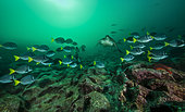 Tara Oceans Expeditions - May 2011. Schooling Yellowtail Surgeonfish (Prionurus laticlavius), Albany Islet, Galapagos, Ecuador