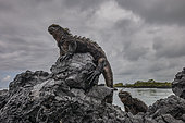 Tara Oceans Expeditions - May 2011. Marine Iguana (Amblyrhynchus cristatus) on lava rock, Isabela Island, Galapagos, Ecuador