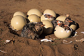 Hatching of Ostrich eggs (Struthio camelus), South Africa