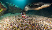 California sea lion (Zalophus californianus) playing with a starfish (Pentaceraster cumingi), in the Sea of Cortez, Mexico.