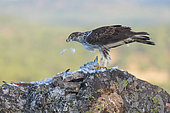 Bonelli's eagle - Aguila Azor Perdicera o Aguila Perdicera (Aquila fasciata), Sierra de San Pedro, Cáceres, Extremadura, Spain, Europe