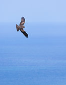 Black Kite (Milvus migrans) in flight, Mount Buciero, Marismas de Santoña, Victoria y Joyel Natural Park, Cantabrian Sea, Montaña Oriental Costera, Cantabria, Spain