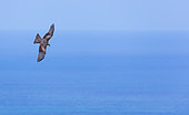 Black Kite (Milvus migrans) in flight, Mount Buciero, Marismas de Santoña, Victoria y Joyel Natural Park, Cantabrian Sea, Montaña Oriental Costera, Cantabria, Spain