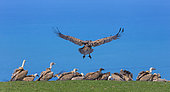 Griffon vultures (Gyps fulvus), Mount Buciero, Marismas de Santoña, Victoria y Joyel Natural Park, Cantabrian Sea, Montaña Oriental Costera, Cantabria, Spain