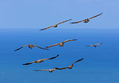 Griffon vultures (Gyps fulvus) in flight, Mount Buciero, Marismas de Santoña, Victoria y Joyel Natural Park, Cantabrian Sea, Montaña Oriental Costera, Cantabria, Spain