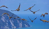 Griffon vultures (Gyps fulvus) in flight, Mount Buciero, Marismas de Santoña, Victoria y Joyel Natural Park, Cantabrian Sea, Montaña Oriental Costera, Cantabria, Spain