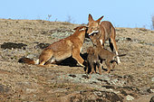 Abyssinian wolf (Canis simensis), alpha pair and 1-month-old wolf cubs, Web Valley, Bale mountains, Ethiopia