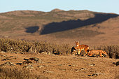 Abyssinian wolf (Canis simensis), Web Valley, Bale mountains, Ethiopia