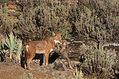Abyssinian wolf (Canis simensis) Alpha she-wolf and 1 month old cub, Web Valley, Bale mountains, Ethiopia