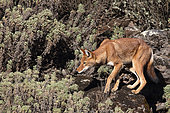 Abyssinian wolf (Canis simensis), adult hunting on the lookout, Bale mountains, Ethiopia