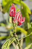 Pavonia multiflora
