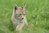 Common Lynx, Eurasian Lynx or Northern Lynx (Lynx lynx) kitten, captive, North Rhine-Westphalia, Germany, Europe