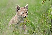 Common Lynx, Eurasian Lynx or Northern Lynx (Lynx lynx) kitten, captive, North Rhine-Westphalia, Germany, Europe